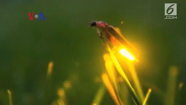 Spesies kunang-kunang yang dapat menyelaraskan cahayanya.