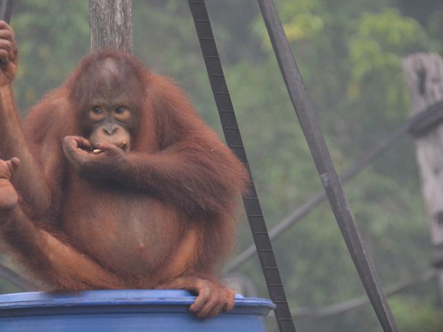 Wwf Kebakaran Hutan Ancam Habitat Satwa Dilindungi News Liputan6 