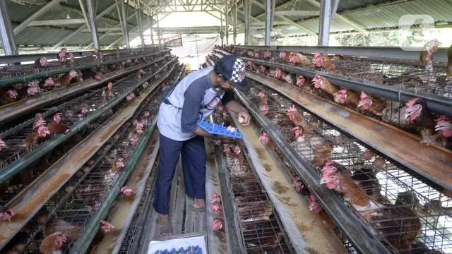 FOTO: Harga Telur Ayam