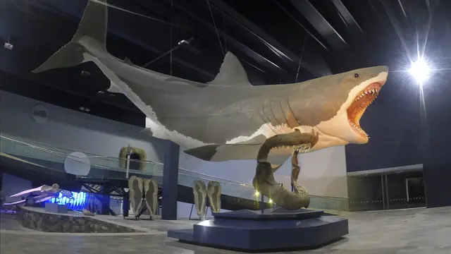Hiu Megalodon