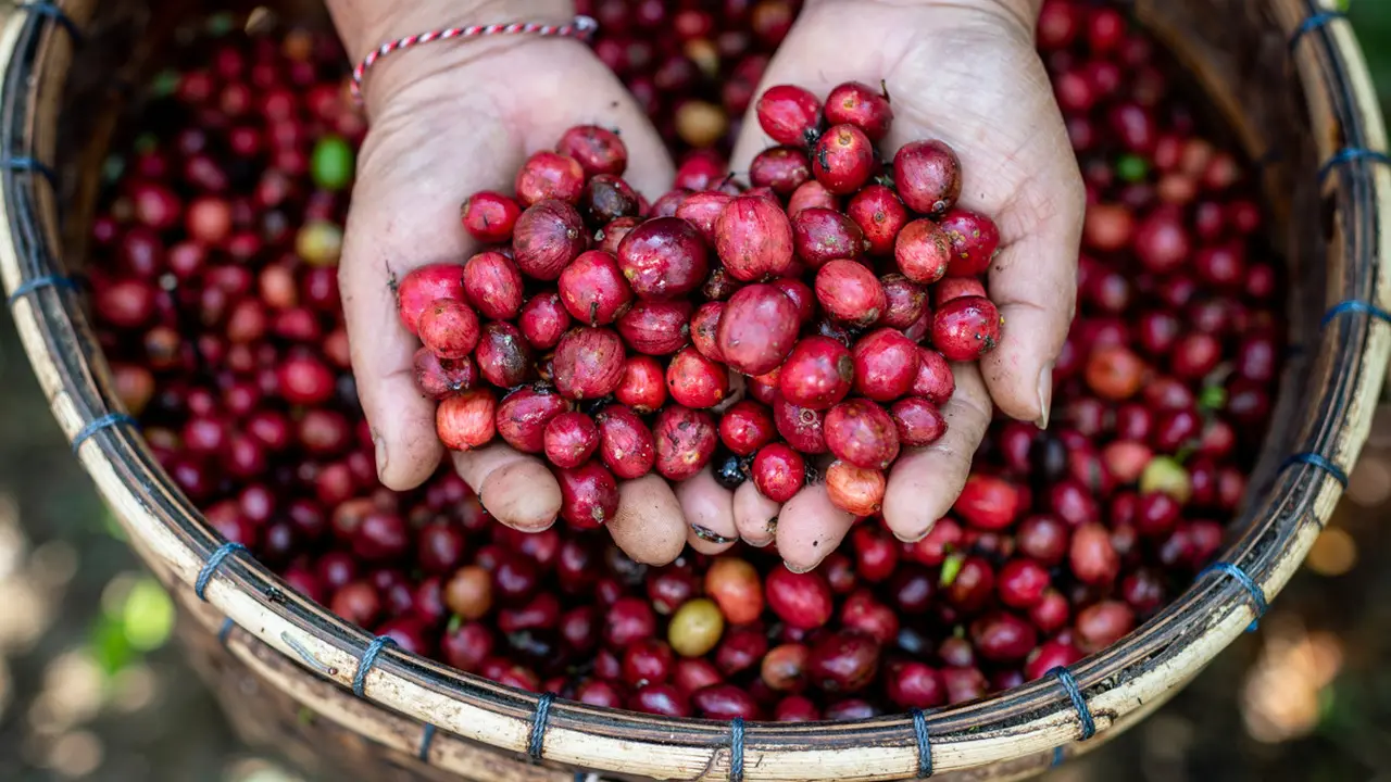 Petani Kopi