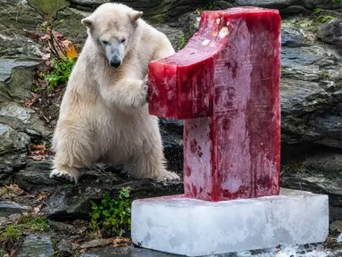 Beruang kutub Hertha memeriksa bongkahan es berisi ikan, buah, dan sayuran di Kebun Binatang Berlin, Jerman, Minggu (1/12/2019). Hertha mendapatkan hadiah tersebut bertepatan dengan ulang tahun pertamanya. (Paul Zinken/dpa via AP)