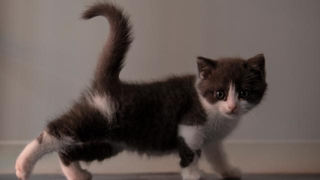 Kloning Kucing