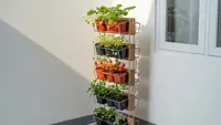 6 Ide Kebun Buah Mini Gantung Cocok untuk Rumah Subsidi, Hemat Lahan dan Tetap Produktif