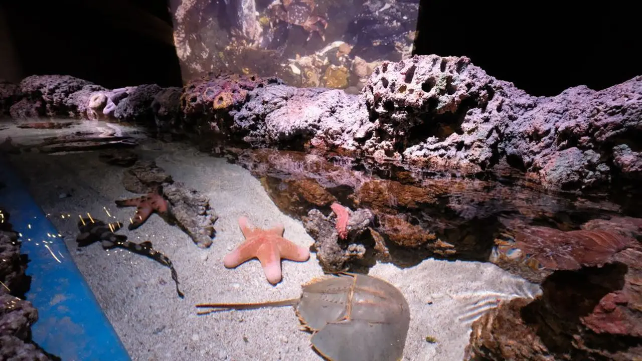 Serunya Menikmati Suasana Dalam Laut di Tengah Mal