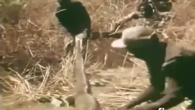 Mancing Ular Anakonda Hanya Dengan Menggunakan Kaki 