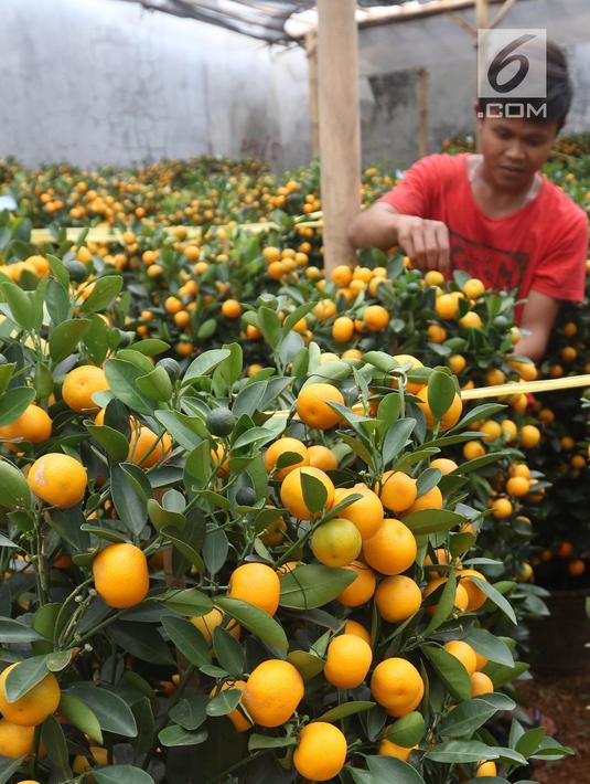 Pekerja menata jeruk kim kit atau jeruk Imlek di Meruya, Jakarta Barat, Sabtu (26/1). Jeruk tersebut didatangkan langsung dari China. (Liputan6.com/Angga Yuniar)