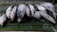 Menjelang perayaan Hari Imlek, pedagang musiman ikan bandeng mulai marak di pasar kawasan Rawa Belong, Jakarta, Rabu (18/2). Ikan bandeng berukuran besar dijual mulai dari harga 40 ribu-60 ribu rupiah. (Liputan6.com/Johan Tallo)