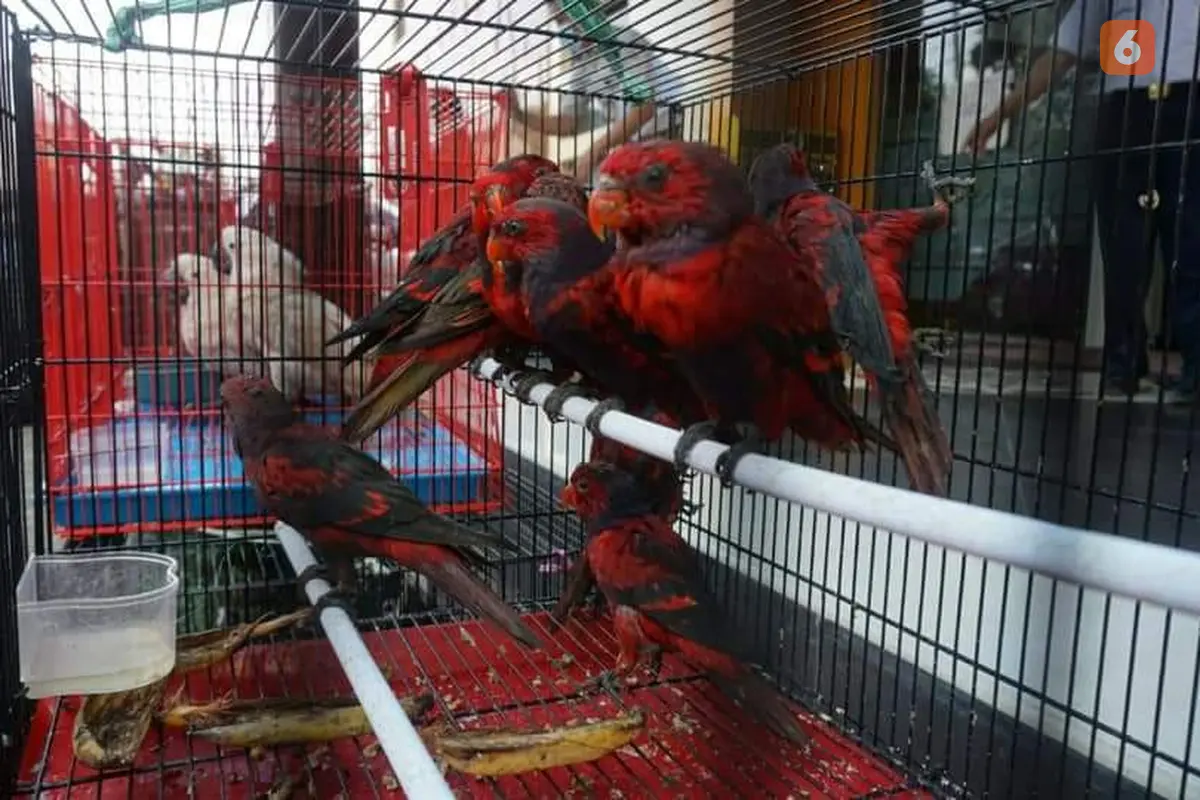 Ilustrasi burung selundupan (Liputan6.com/Dok:Balai Karantina Pertanian)