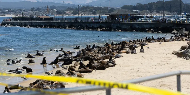 Pantai di Amerika Ini Tutup Akibat Invasi Ratusan Singa Laut-AFP