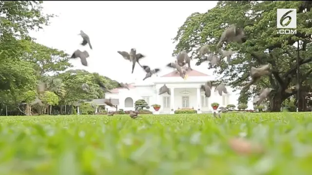 Ratusan pohon rindang di Istana Kepresidenan Jakarta menjadi tempat burung-burung liar. Walaupun liar, setiap hari ada pegawai yang memberikan mereka makan berupa papaya, pisang dan jagung.