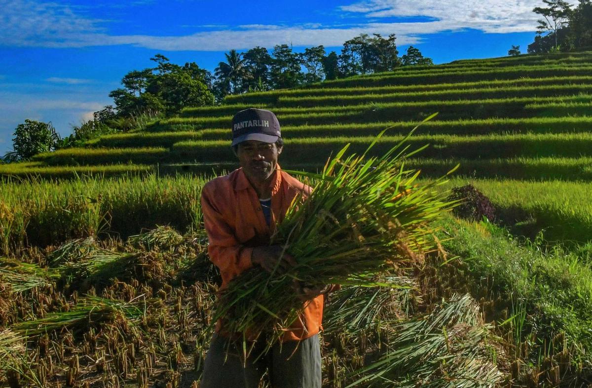 FOTO: Panen Padi di Terasering Cisalada