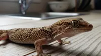 Kenapa Cicak Sering Muncul di Dapur? Ini Kebiasaan Rumah Tangga yang Tanpa Sadar Mengundangnya