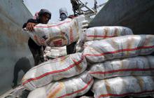 Bongkar muat beras di Sunda Kelapa