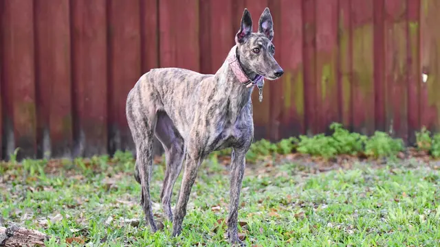 Greyhound