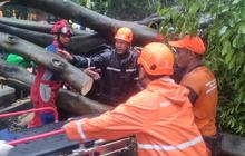Mobil atau Rumah Tertimpa Pohon di Jakarta? Ketahui Cara Ajukan Klaim dan Jumlah Santunan dari Pemprov DKI