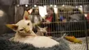 Jarret, seekor kucing Sphinx, duduk dalam kandangnya saat mengikuti kontes kecantikan di Roma, Italia pada 6 November 2019. Ratusan kucing bersaing dalam kompetisi kecantikan kucing yang diadakan selama akhir pekan di ibu kota Italia tersebut. (AP Photo/Alessandra Tarantino)