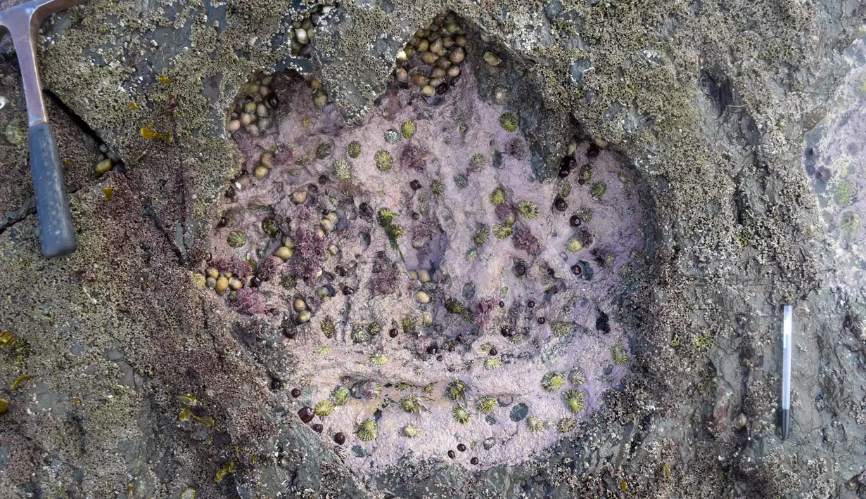 Foto yang dirilis Senin (2/4) menunjukkan jejak kaki langka dinosaurus sauropoda di Isle of Skye, Skotlandia. Penemuan itu diharapkan ke depan dapat membantu memahami tentang bagaimana dinosaurus berevolusi. (HANDOUT/THE UNIVERSITY OF EDINBURGH/AFP)