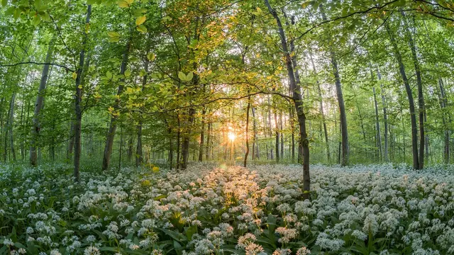 Kepribadian Jalanan Hutan