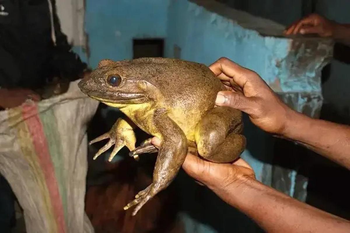 11 Hewan yang Ditakuti Ular, Bisa Jadi Penangkal Alami di Rumah