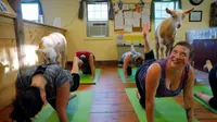 Bagaimana bila Anda ditemani oleh seekor kambing, yang akan melompat ke punggung saat sesi yoga berlangsung? (Reuters/Brian Snyder)