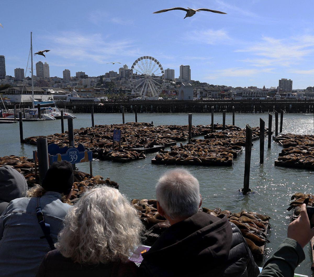 Sejumlah turis menyaksikan ribuan singa laut yang bersantai di Dermaga Pier 39, San Fransisco, California, Amerika Serikat, pada 5 Mei 2024. Dilaporkan, ada lebih dari 1.000 ekor singa laut yang mendatangi dermaga populer bagi wisatawan tersebut. Justin S