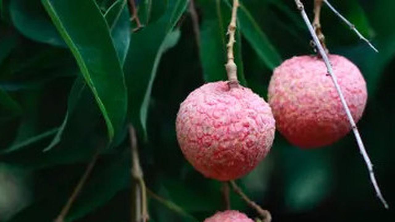 5 Manfaat Leci untuk Kesehatan, Bisa Kurangi Risiko Kanker