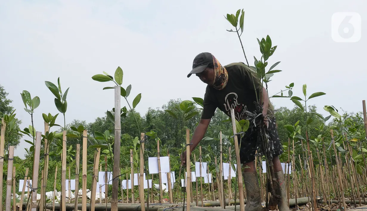 Warga menanam mangrove pada kawasan Eco Marine mangrove Muara Angke, Jakarta Rabu (26/7/2023). (merdeka.com/imam buhori)