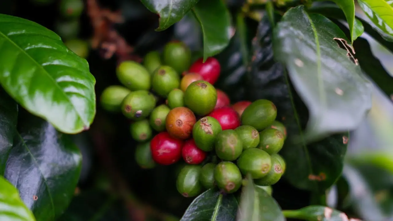 Kopi Merapi Merbabu