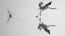 Seekor burung jenjang terbang dari Agamon Hula Danau di Lembah Hula, Israel (07/12/2016) (AFP PHOTO / JACK GUEZ)