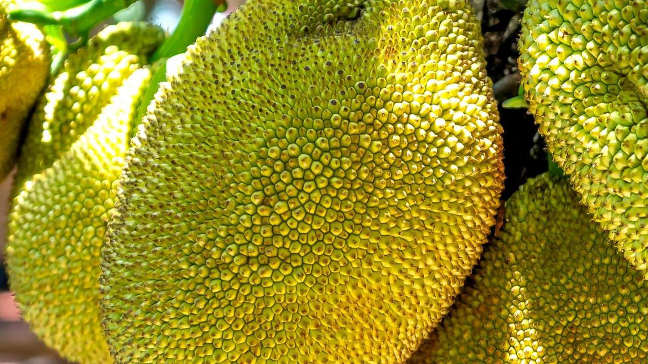 <b>Konsumsi Buah Nangka Sebagai Pelengkap Menu</b>