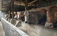 Rumput sulit dan pakan pabrik mahal, peternak sapi Lampung menjerit