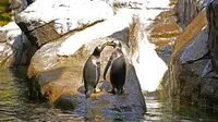 Dua penguin Gentoo bermain di atas batu di dalam kandang mereka di Taman Pairi Daiza di Cambron-Casteau, Belgia, Senin (5/7/2021).  Penguin Gentoo diketahui hidup di semenanjung Antartika dan sejumlah Sub Antartika. (AP Photo/Virginia Mayo)
