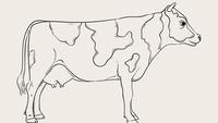 How to Draw a Cow in 2 Simple Styles
