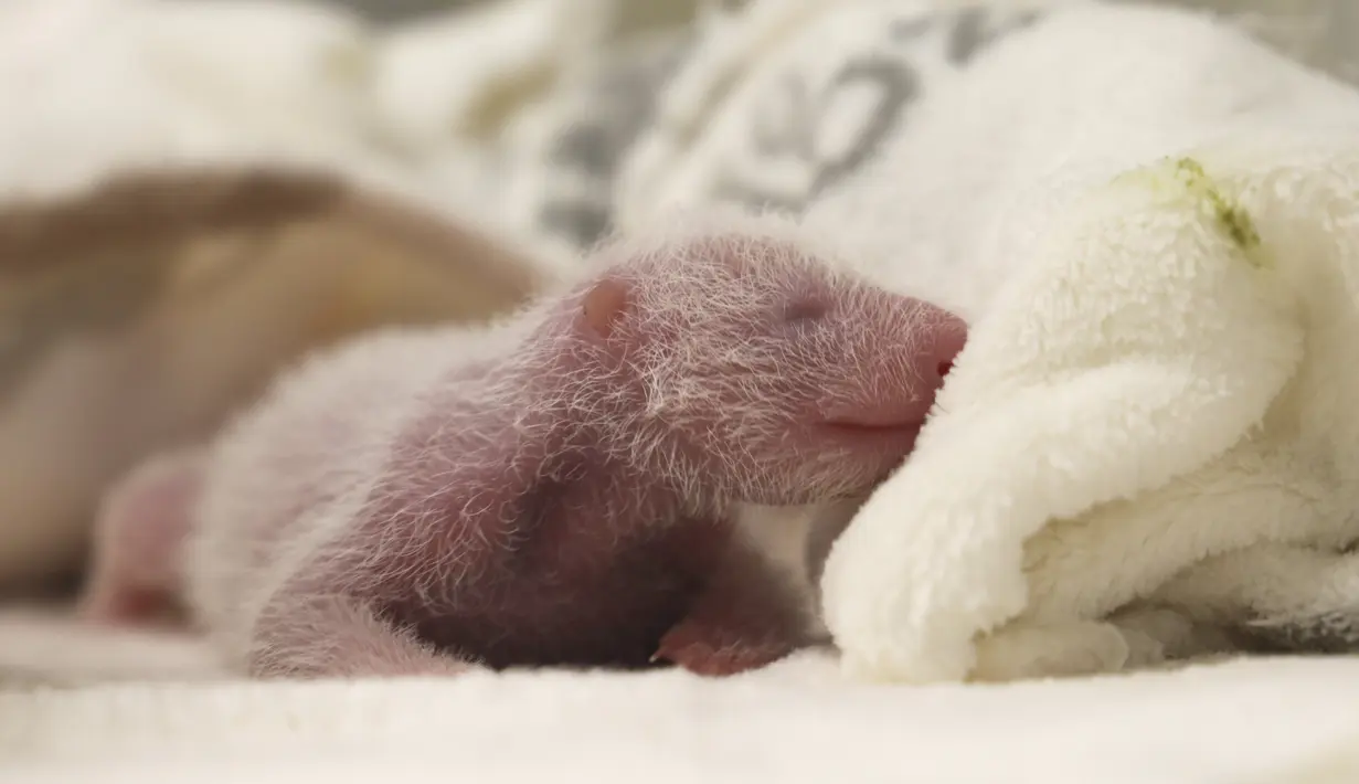 Anak-anak panda tersebut lahir pada hari Kamis (22/8), dengan berat masing-masing 169 gram dan 136 gram (sekitar 6 ons dan 4,8 ons), dan berukuran sekitar 14 sentimeter, kata kebun binatang di ibu kota Jerman. (© 2024 Zoo Berlin via AP)