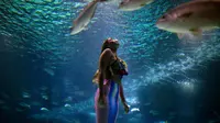 Mahasiswi biologi laut Brasil Isabela Cardoso (21) berenang seperti putri duyung di Rio de Janeiro Aquarium, Brasil (14/1). Aksi Isabela tersebut untuk memprotes bahaya pencemaran laut dalam kehidupan laut di Rio de Janeiro. (AFP Photo/Mauro Pimentel)