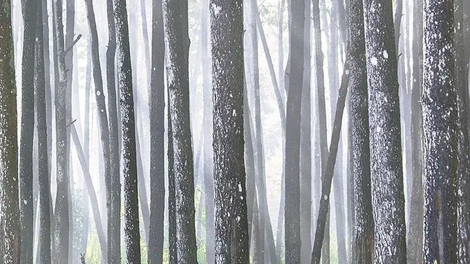 [Bintang] Jawa Timur