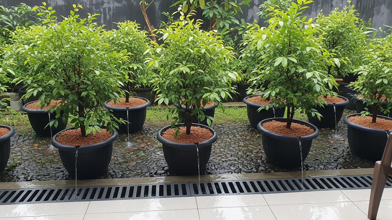 Musim Hujan Dapat Dipilih untuk Menanam Tabulampot