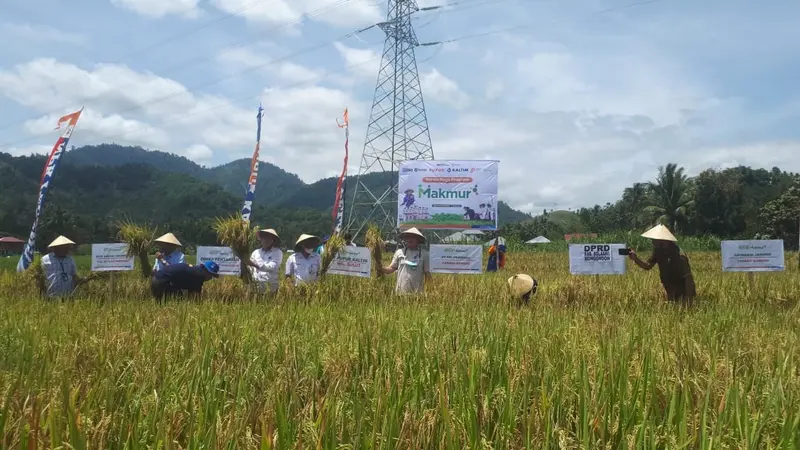 Panen raya perdananya di Desa Tungoi, Kecamatan Lolayan, Kabupaten Bolaang Mongondow (Bоlmоng), Sulawesi Utara.