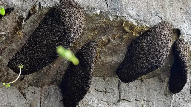 Ratusan Koloni Lebah Madu di Hutan Lindung India