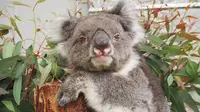 Koala Victoria (dok.guinness world records)