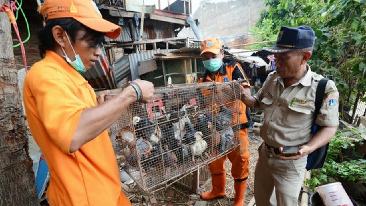 Antisipasi flu burung, kandang unggas di bantaran Ciliwung dibongkar