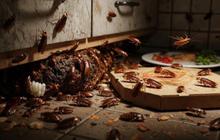 Cara Mudah Membasmi Sarang Kecoak di Dapur dan Kamar Mandi Antiribet