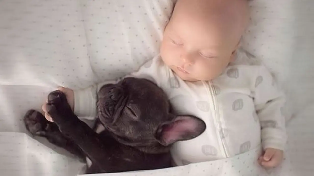 Persahabatan Bayi dan Bulldog Kecil yang Menginspirasi Hari Ini