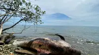 Bangkai paus berukuran besar ditemukan warga terdampat di perairan Distrik Misool Utara Kabupaten Raja Ampat, Papua Barat. (Liputan6.com/ Ist/ Tim Penjaga Laut Misool Utara)