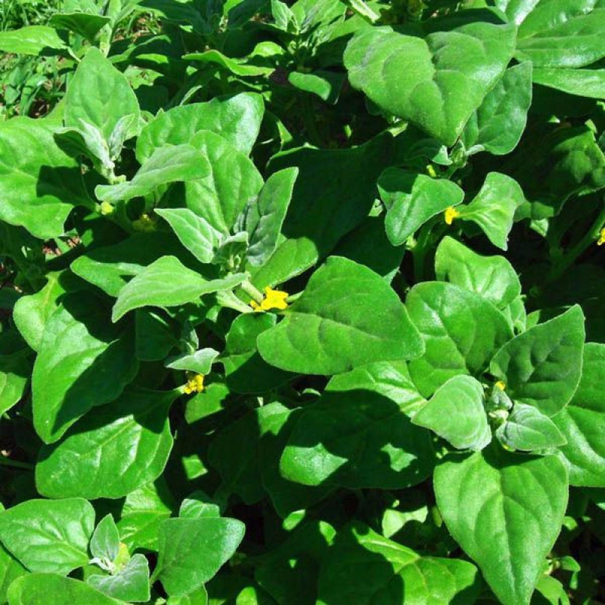 Bayam Selandia Baru (Tetragonia Tetragonoides)