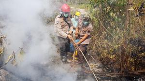 Rincian Gaji Polisi Hutan di Indonesia per Bulan