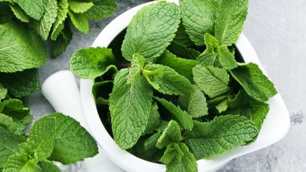 4 Khasiat Daun Mint yang Nggak Semua Orang Tahu, Ternyata Bisa Jaga Kesehatan Gigi dan Mulut Lho