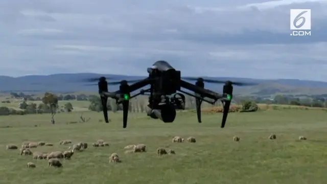 Tasmanian Institute of Agriculture membuat drone yang dilengkapi kamera infra merah. Teknologi ini bertujuan untuk memantau domba dari langit.