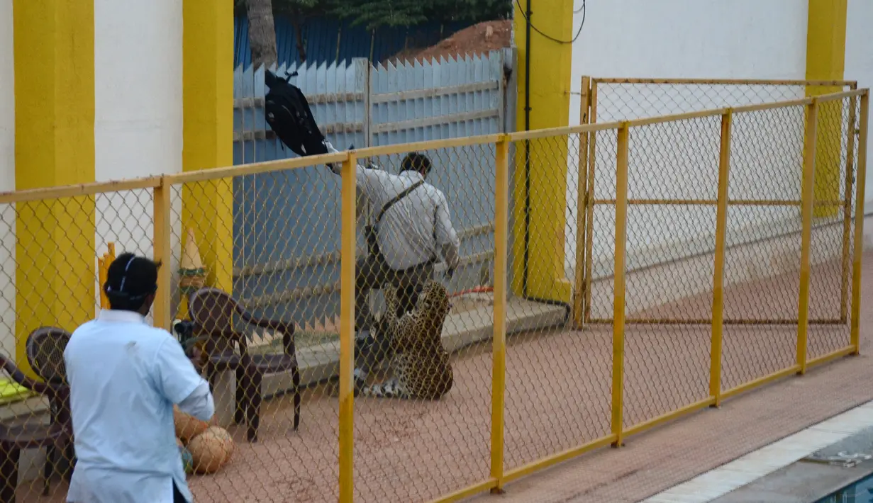 Macan tutul berusaha menyerang seorang pria saat berkeliaran di sebuah sekolah swasta di pinggiran Bangalore, India, Minggu (7/2). Menurut media setempat, pria tersebut bernama Sanjay Gubbi, seorang pelestari satwa. (AFP PHOTO/STR)